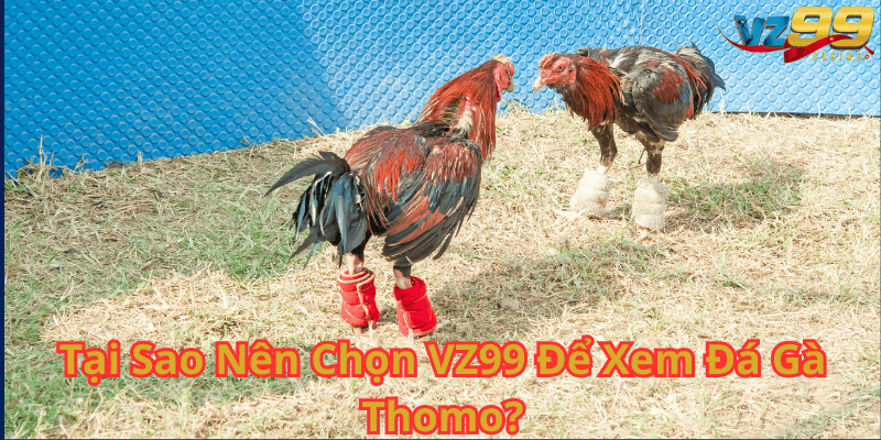 Tại Sao Nên Chọn VZ99 Để Xem Đá Gà Thomo